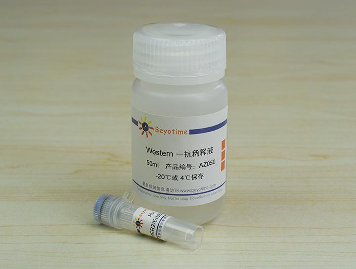 HER2/ErbB2 Rabbit Polyclonal Antibody